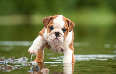Puppies Bulldog Lover Diamond Painting Kit - DIY
